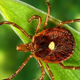 A female Lone Star tick, or Amblyomma americanum.